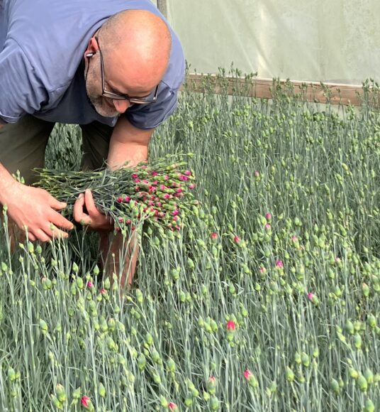 A man picking scented Pinks in a polytunnel