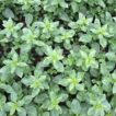 Neatly planted young Snapdragon plants growing in a polytunnel.