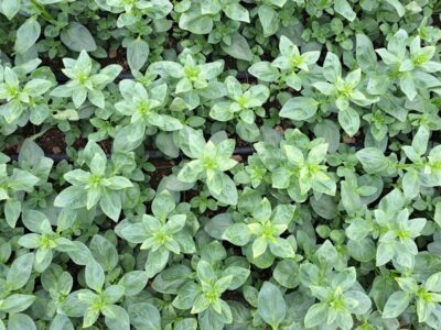 Neatly planted young Snapdragon plants growing in a polytunnel.