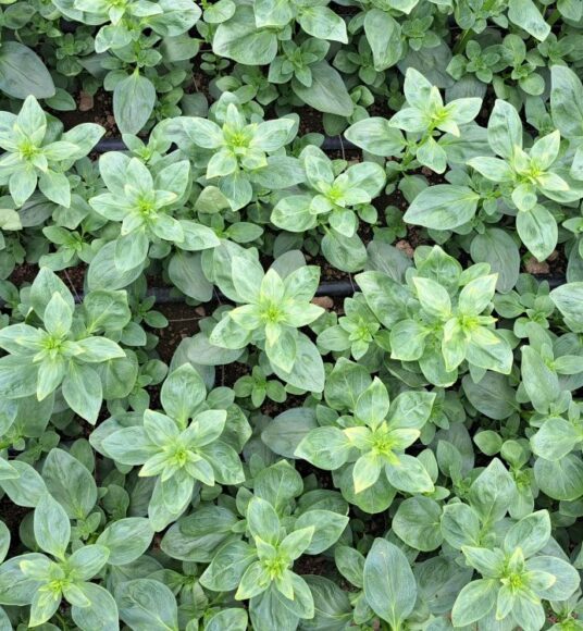 Neatly planted young Snapdragon plants growing in a polytunnel.