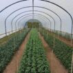 Young Snapdragon plants growing in rows in a polytunnel in May