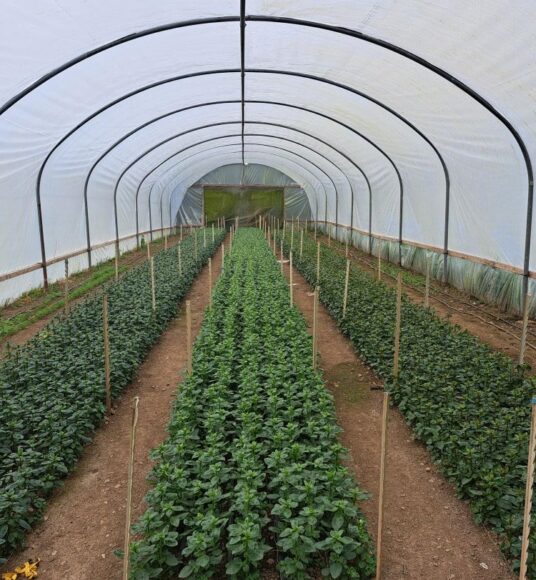 Young Snapdragon plants growing in rows in a polytunnel in May