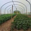 Young Snapdragon plants growing in rows in a polytunnel in May