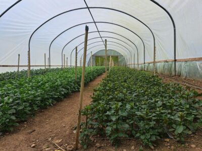 Young Snapdragon plants growing in rows in a polytunnel in May