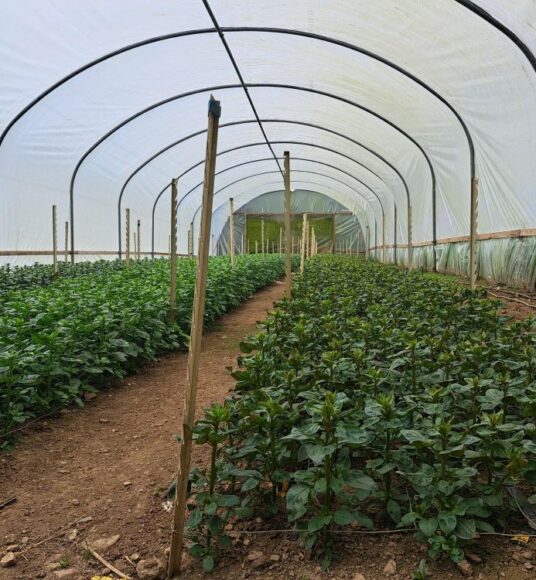 Young Snapdragon plants growing in rows in a polytunnel in May