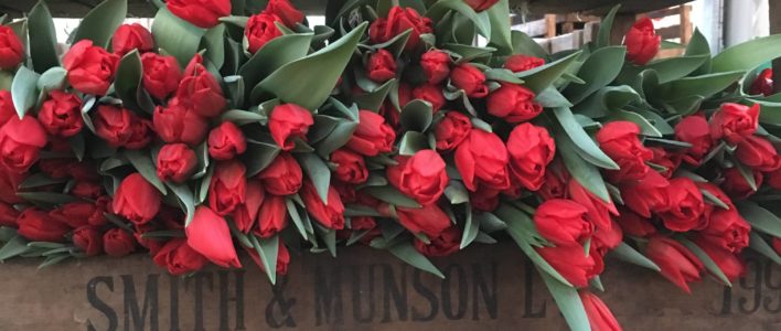 Crates of Red Tulips freshly cut.