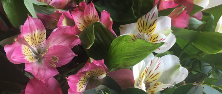 A close up of image of Pink and Cream Cornish Alstroemeria flowers and leaves