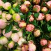 Peonies in bud