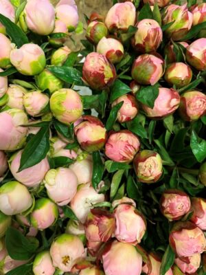 Peonies in bud