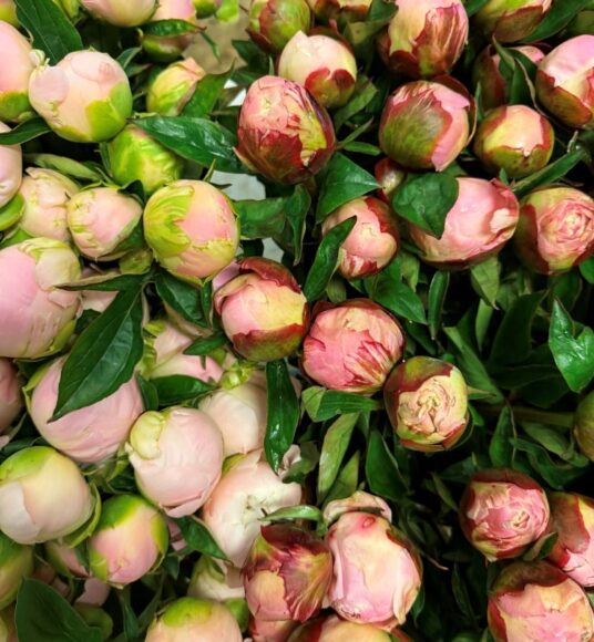 Peonies in bud