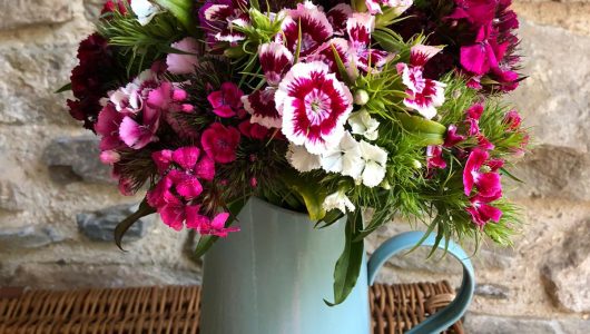 Fresh cut flowers. A gorgeous bunch of scented Sweet William in shades of Pinks, Purples and Bi-colours.