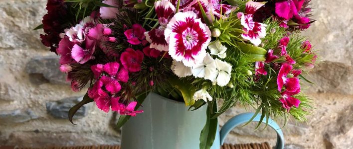Fresh cut flowers. A gorgeous bunch of scented Sweet William in shades of Pinks, Purples and Bi-colours.