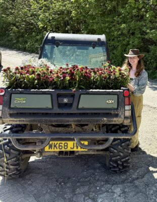 Maddie delivering fresh Sweet William 