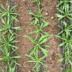 Young Cornflower plants growing in a polytunnel in rows