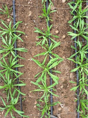 Young Cornflower plants growing in a polytunnel in rows