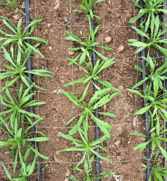 Young Cornflower plants growing in a polytunnel in rows