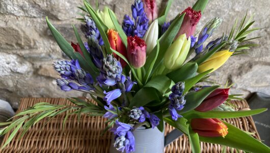 A bunch of blue Cornish Scillas and mixed colour Tulips. Vase not included