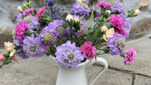 A bunch of Pinks and Scabious. The 'Pinks' are shades of Pink, White, Peach and Red and the Scabious are described as 'Blue' but appear Lilac in colour. Vase not included.