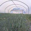 Scented Pinks growing in a Polytunnel. Flower buds just showing a little colour.