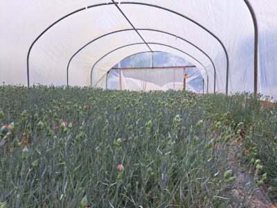 Scented Pinks growing in a Polytunnel. Flower buds just showing a little colour.