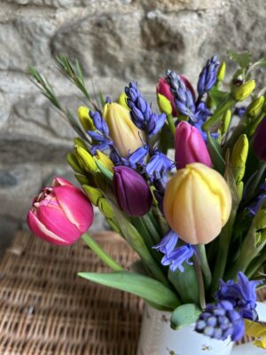 A close up of a bunch of scented mixed Narcissi, blue Cornish Scillas and pretty mixed colour tulips.