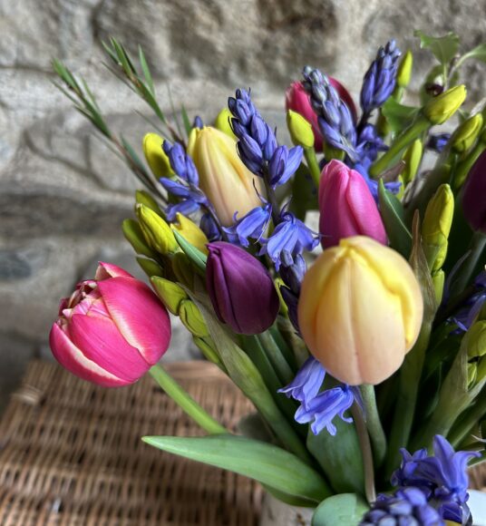 A close up of a bunch of scented mixed Narcissi, blue Cornish Scillas and pretty mixed colour tulips.