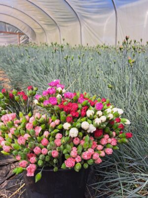 Scented Pinks growing in a poly tunnel 