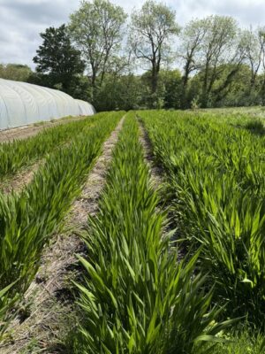 Flower beds of Crocosmia growing in a field