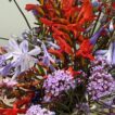 A close up of Agapanthus, Crocosmia & Verbena
