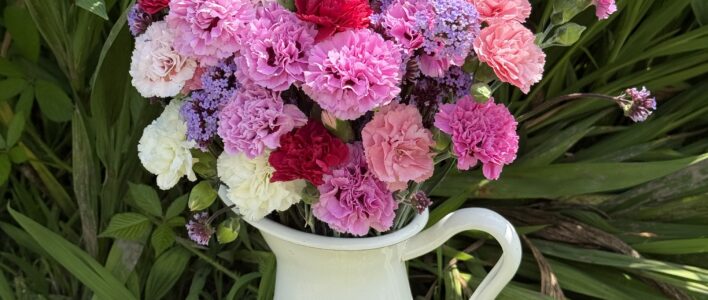Scented Pinks and Verbena in a white tin jug