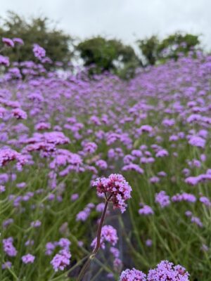 Verbena Bonariensis growing in a field